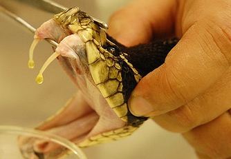 Como é Feito o Soro Contra Veneno de Animais Peçonhentos?
