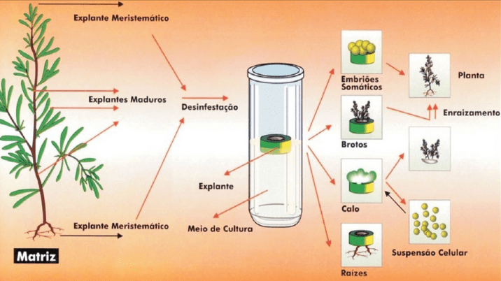 Propagação Vegetativa Transgênica