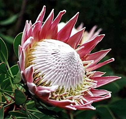 Protea