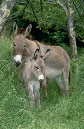 Provence Donkey Com o Filhote 