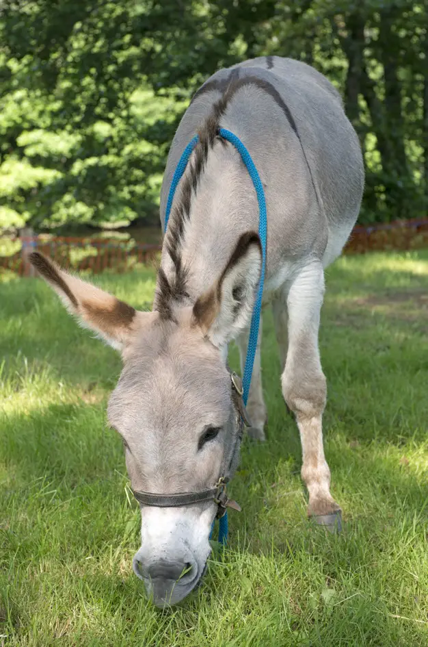 Provence Donkey Comendo Grama 