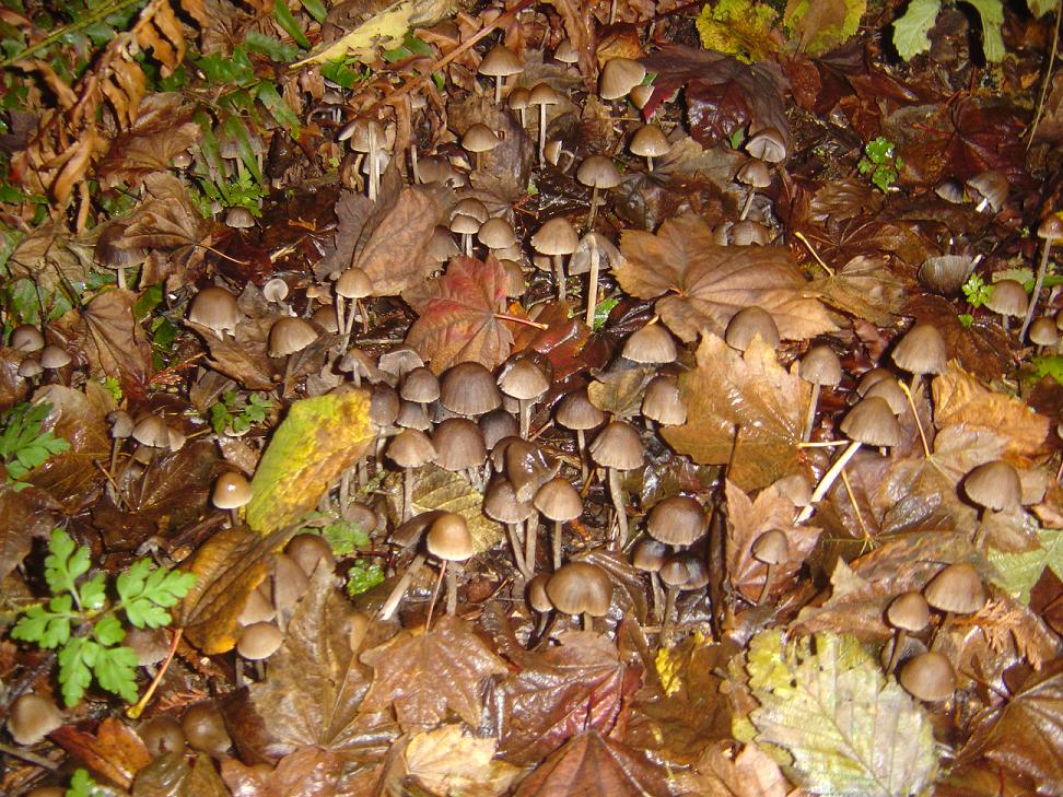 Psilocybe Silvatica