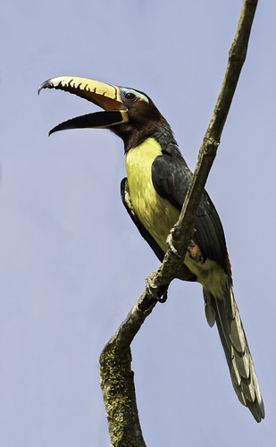 Araçari-Miudinho ou Araçari-Limão: Características e Fotos
