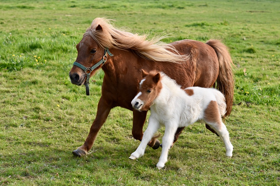 Pônei Shetland Com o Filhote