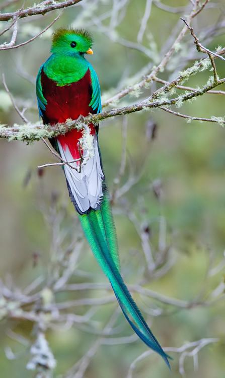 Quetzal