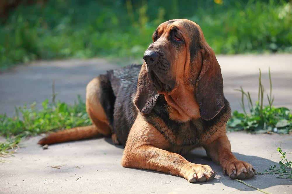 Qual é a Raça do Cachorro Pluto da Disney?