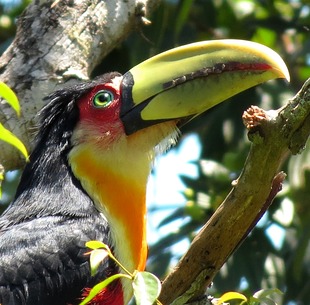 Ramphastos