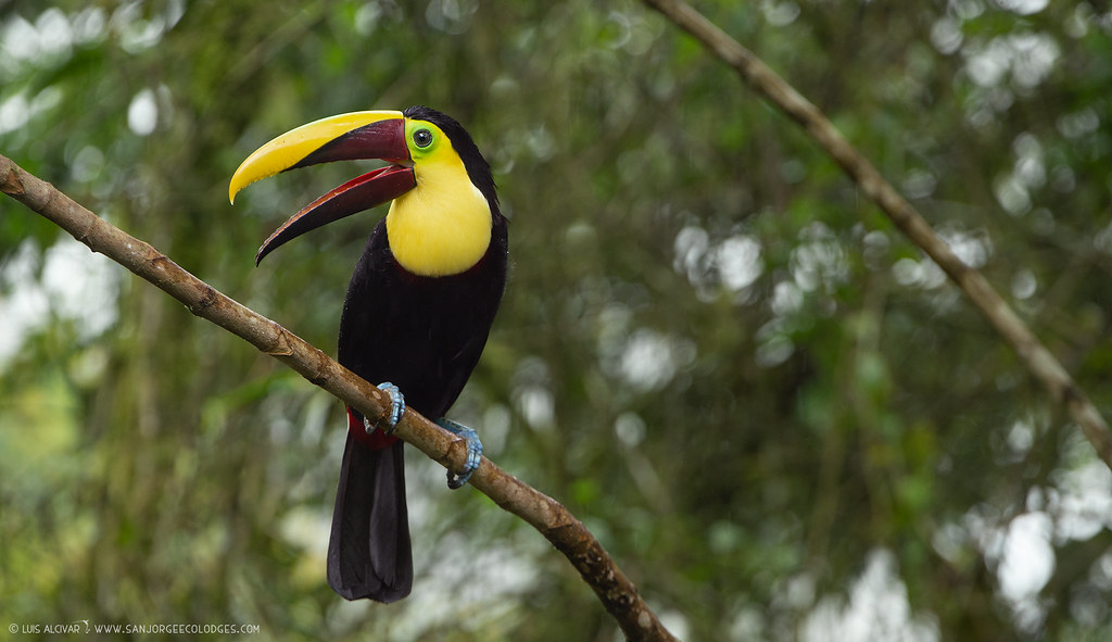 Ramphastos Ambiguus