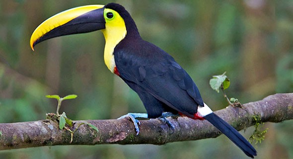 Ramphastos Brevis