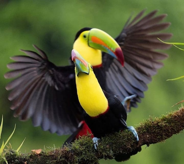 Ramphastos Sulfuratus Com a Asa Aberta 