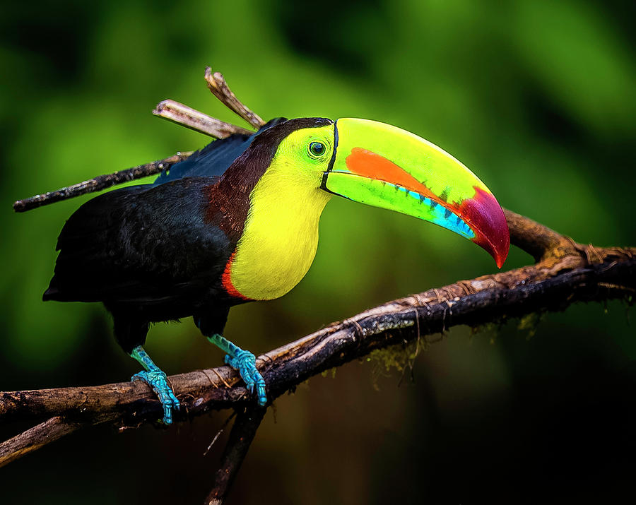 Ramphastos Sulfuratus 