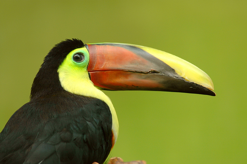 Ramphastos Swainsonii