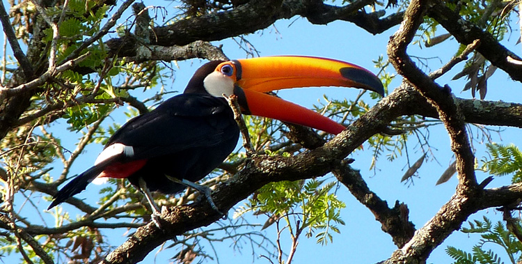 Ramphastos Toco