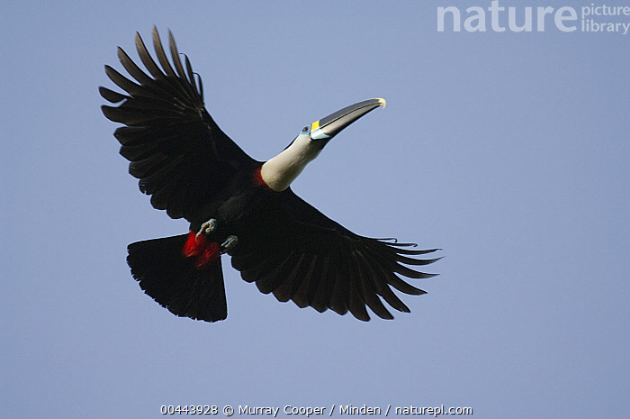 Ramphastos Tucanus Voando 