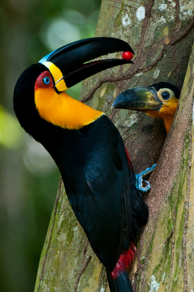 Ramphastos Vitellinus Alimentando o Filhote