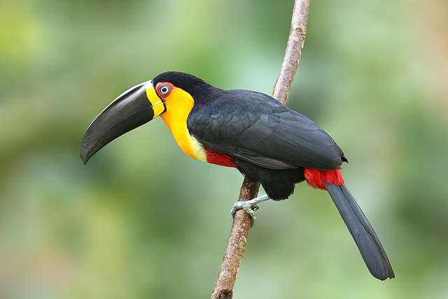 Ramphastos Vitellinus