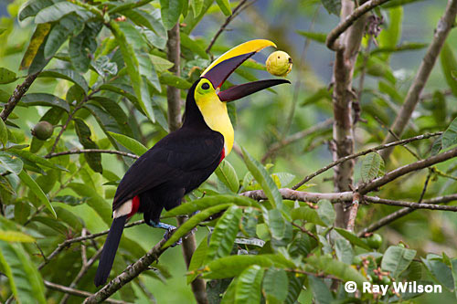 Ramphastus Ambiguus Swainsonii Comendo Goiaba 