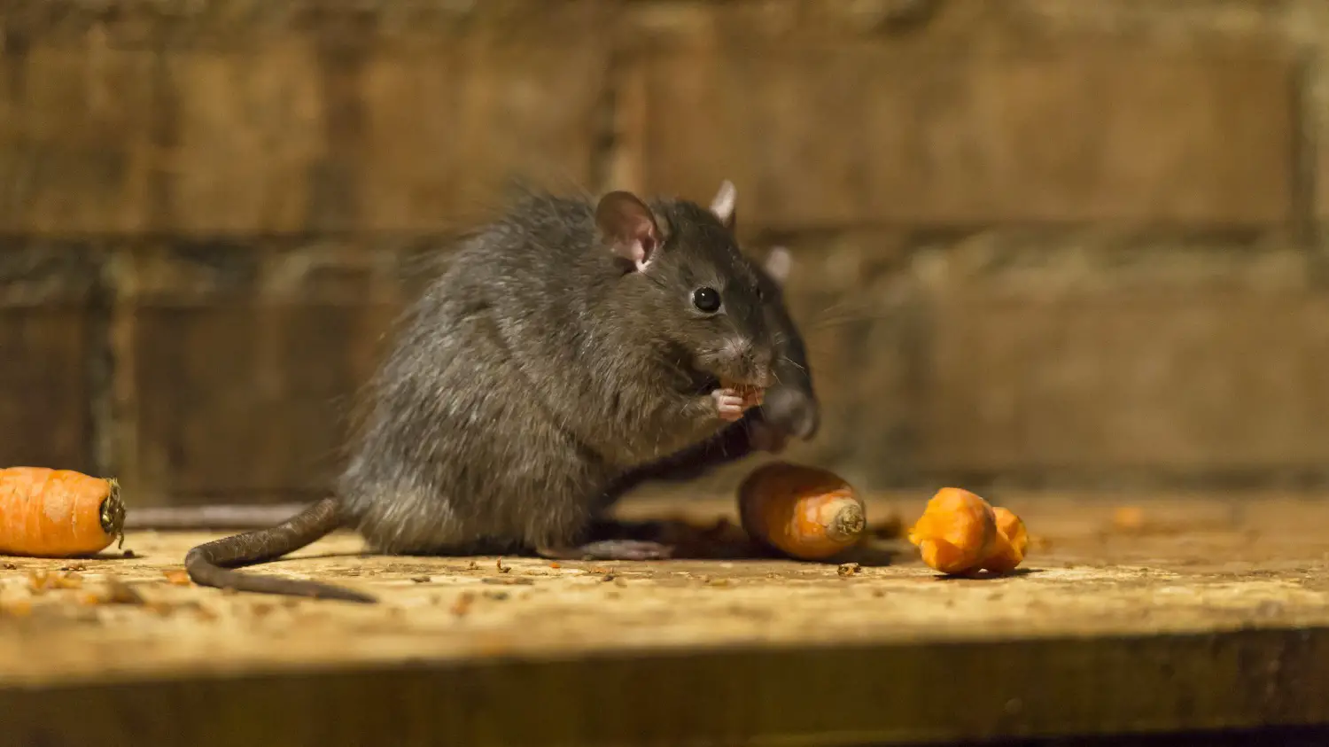 Rato Comendo