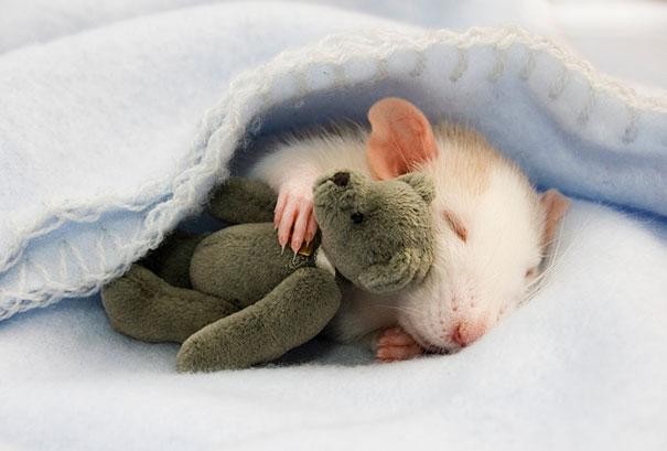 Rato Dormindo Abraçado Com um Urso de Pelúcia 