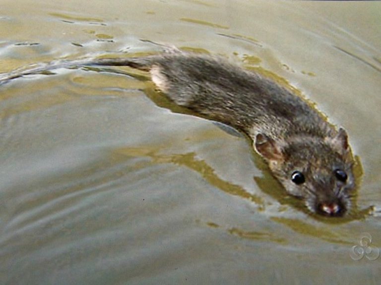 Contato Com Água de Rato Morto