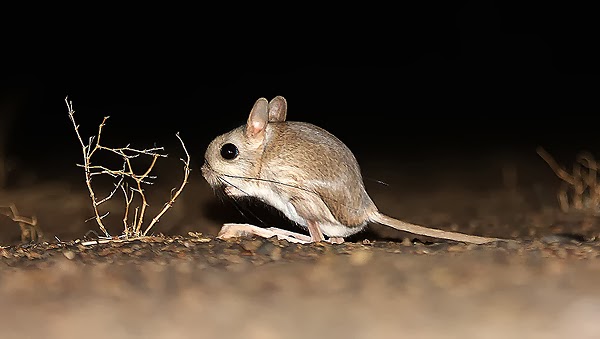 Ratos Canguru na Noite