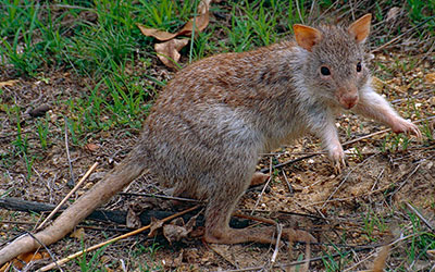 Ratos Cangurus Escuros