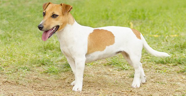Qual a Raça do Cachorro do Máscara? | Mundo Ecologia
