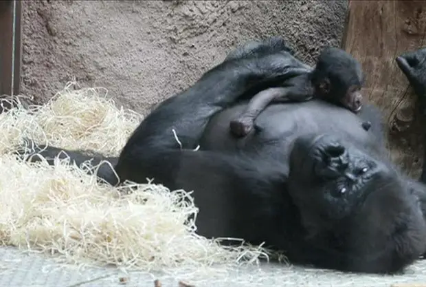 Reprodução dos Gorilas