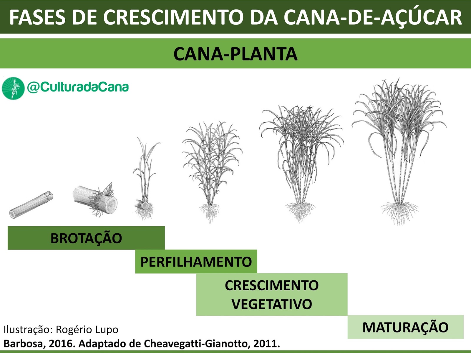 Reprodução Da Cana-De-Açúcar 