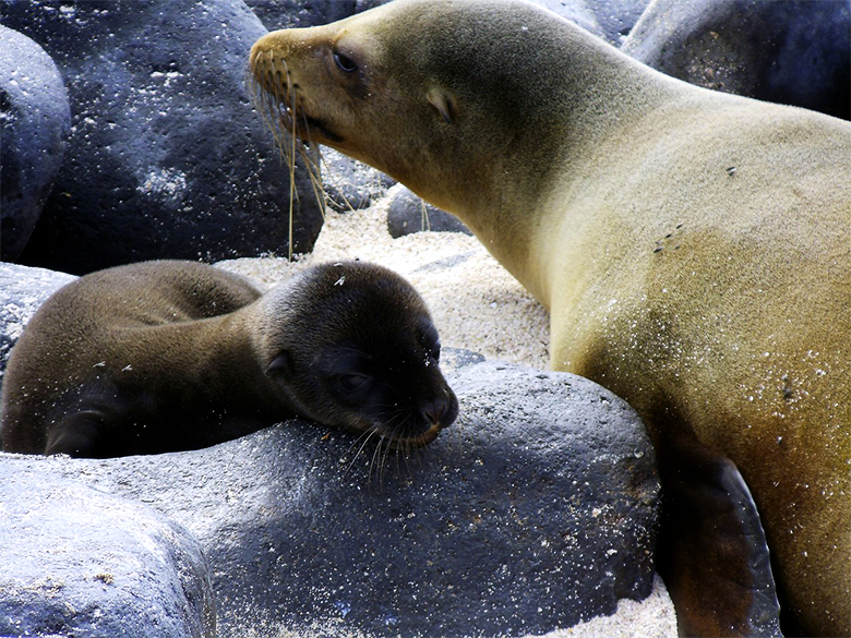 Reprodução Do Lobo Marinho De Galápagos