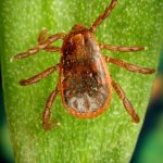 Rhipicephalus Sanguineus