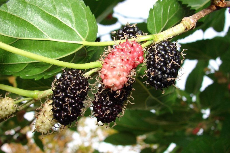 Rubus Sellowii