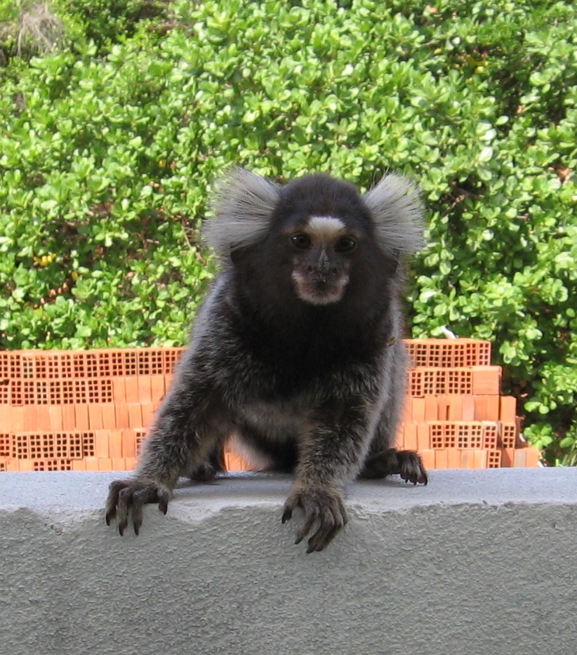 Sagui-de-Cabeça-Preta no Zoológico