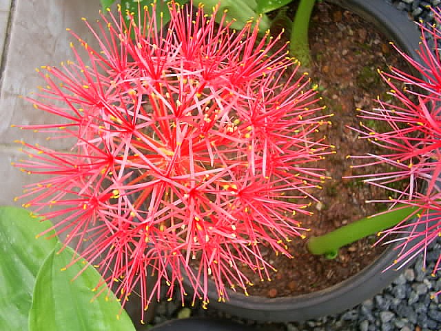 Scadoxus Multiflorus