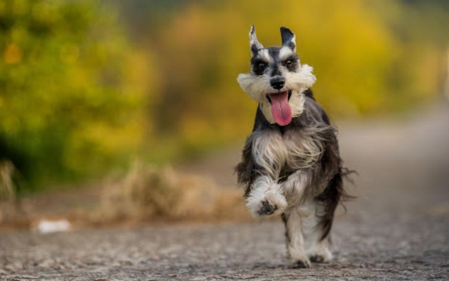 Schnauzer Fotografado Correndo