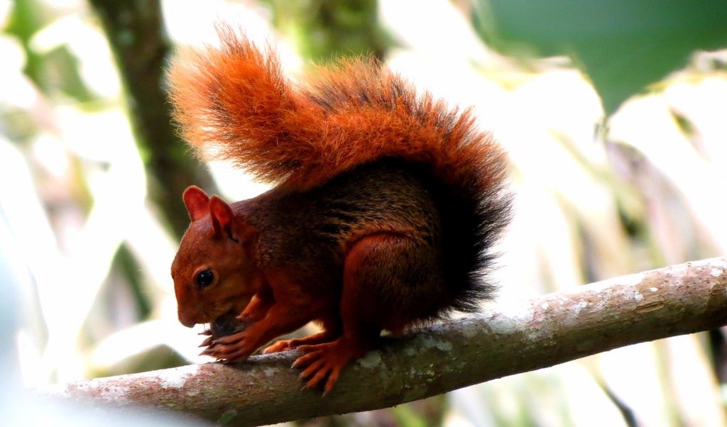 Sciurus Igniventris