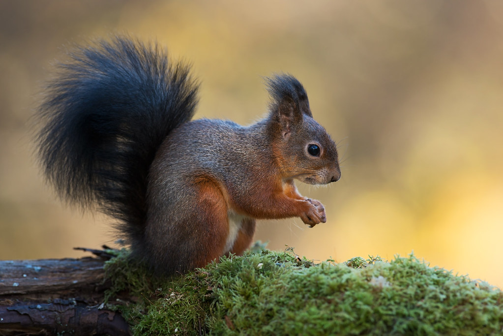 Sciurus Vulgaris