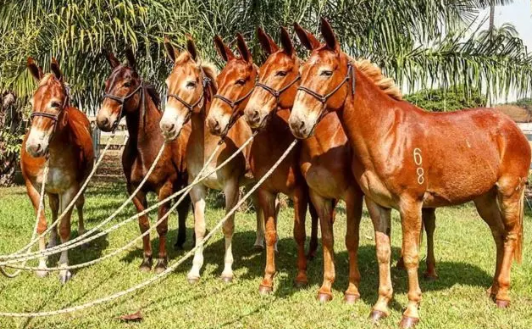 Seis Mulas Amarradas na Corda