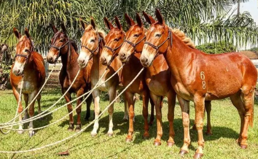 Seis Mulas Amarradas na Corda 