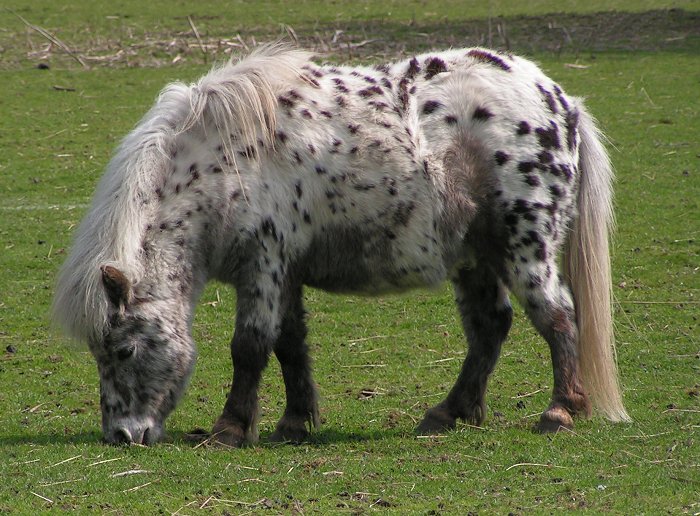 Shetland