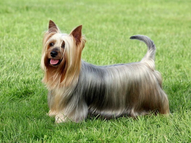 Silky Terrier na Grama