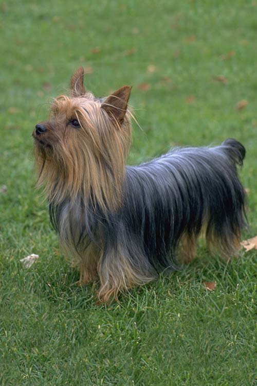 Silky Terrier na Grama