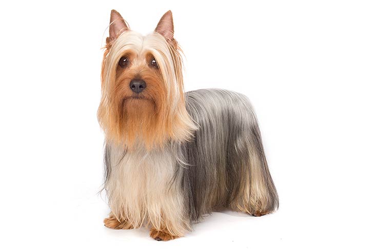 Silky Terrier 