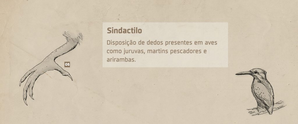 Sindáctilo