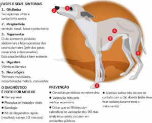 Quanto Tempo Dura O Vírus Da Cinomose? Como Combater? | Mundo Ecologia