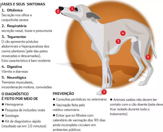 Sintomas do Vírus da Cinomose