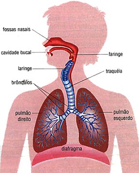 Sistema Respiratório 