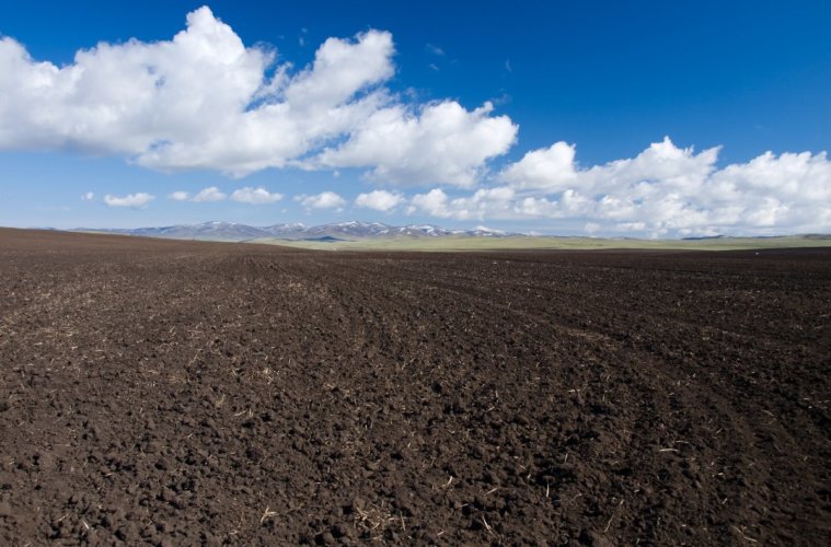 Solo para Cultivo de Planta Cana-de-Macaco