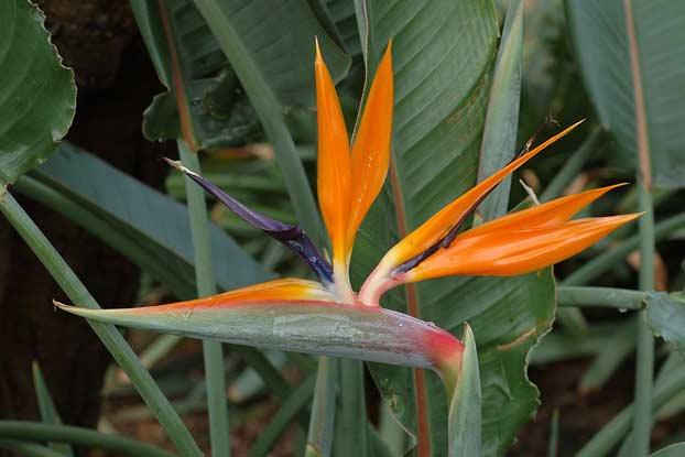 Strelitzia Reginae