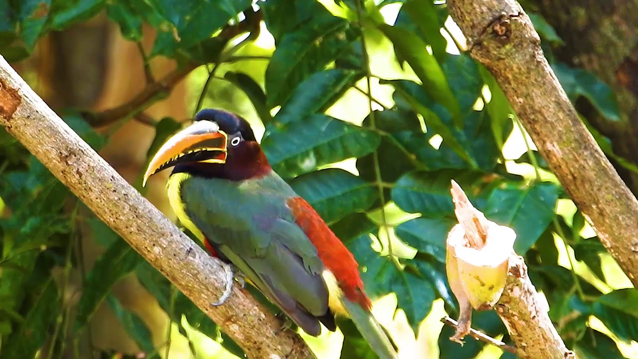 Tamanho do Araçari-Castanho